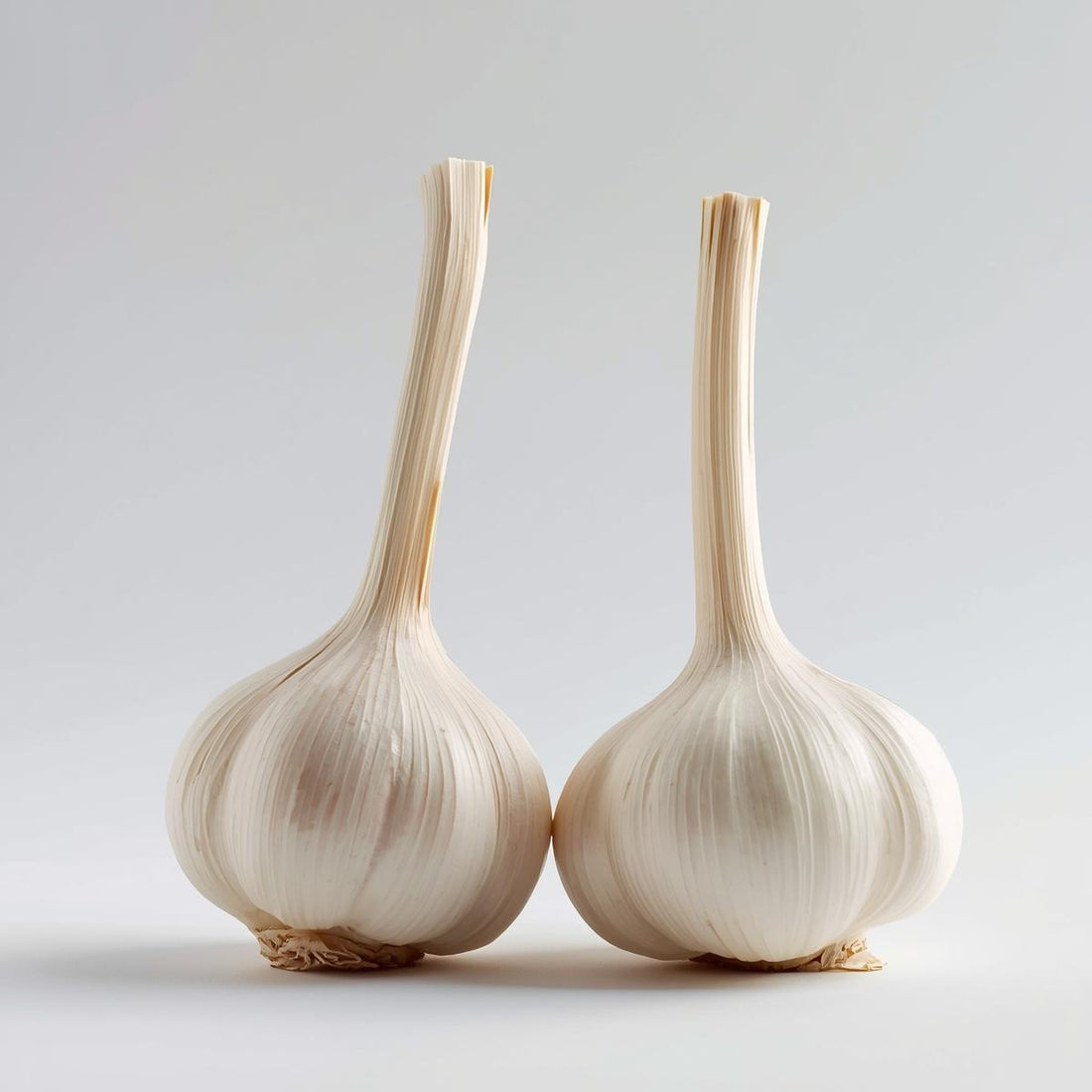 2 garlic bulbs sitting on a grey backdrop