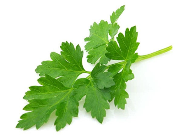Parsley | Italian Giant