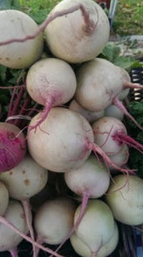 Radish | Watermelon "Misato Rose"