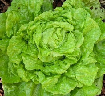Lettuce | Tom Thumb