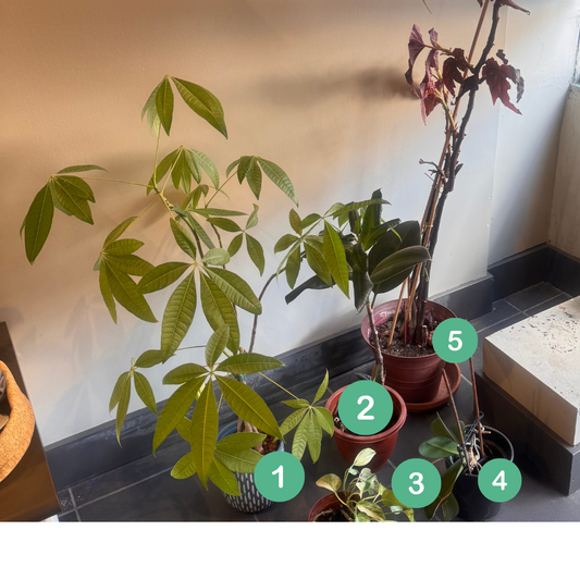 Houseplants-PICKUP ONLY