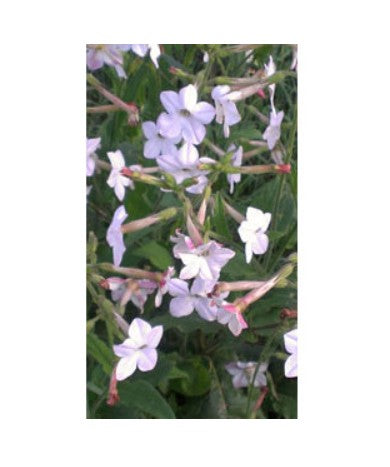 Fleur de nicotine | Parfum jasmin